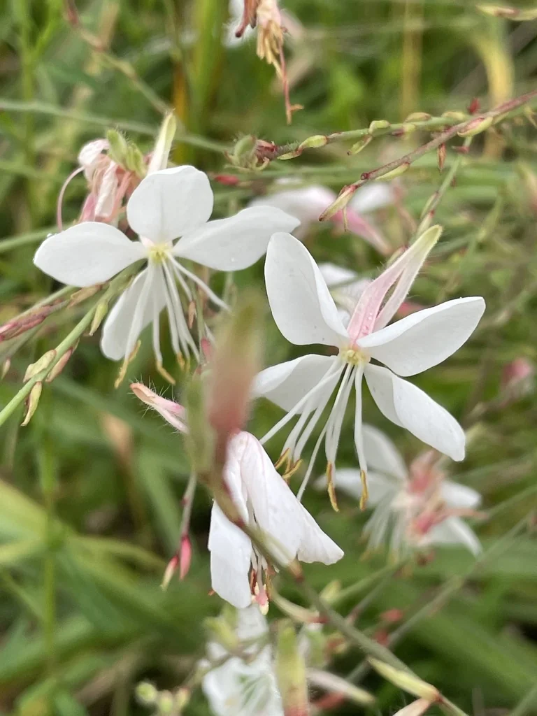 Oenothera lindheimeri