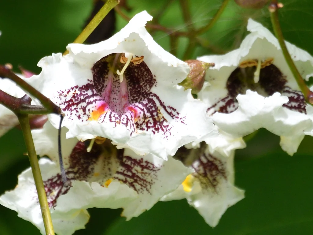 Catalpa Bignonioides