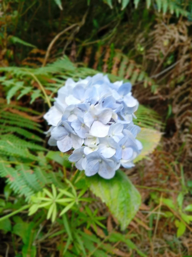 Hydrangea macrophylla