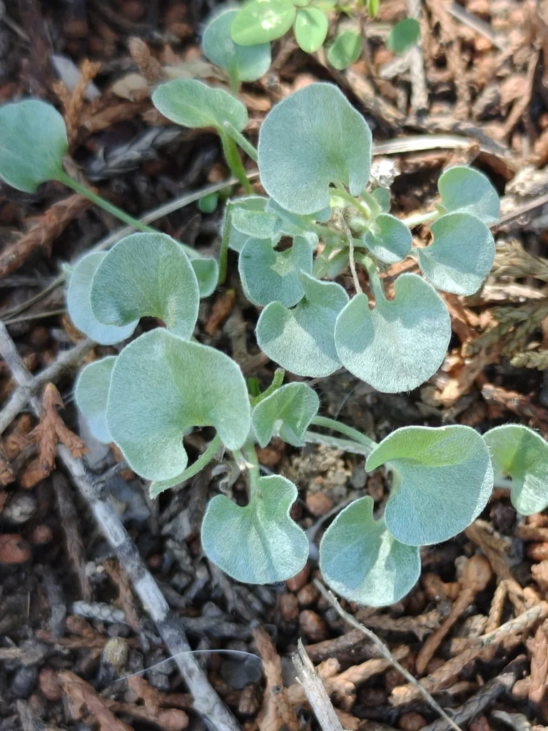 Dichondra argentea