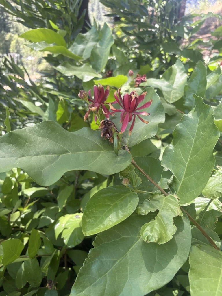 Calycanthus Occidentalis