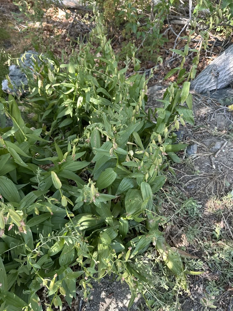 Epipactis Gigantea