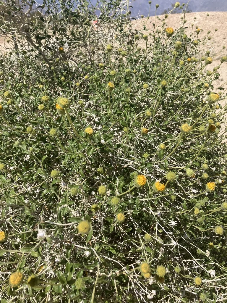 Encelia Frutescens