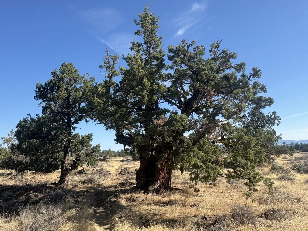 Juniperus Occidentalis