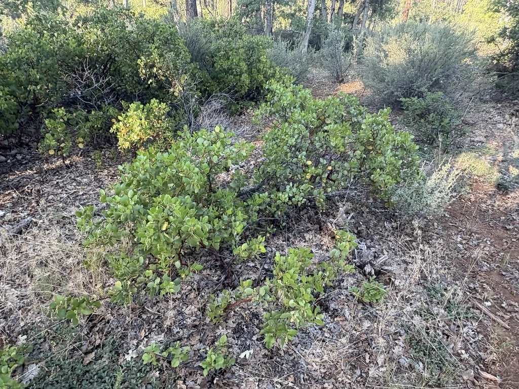 Arctostaphylos Patula
