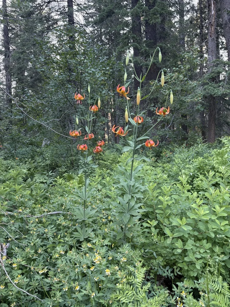 Lilium Pardalinum