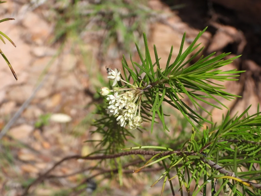 Asclepias Linaria