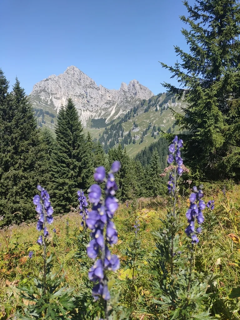 Aconitum Napellus