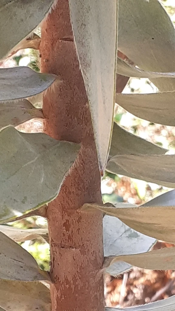 Leucadendron Argenteum