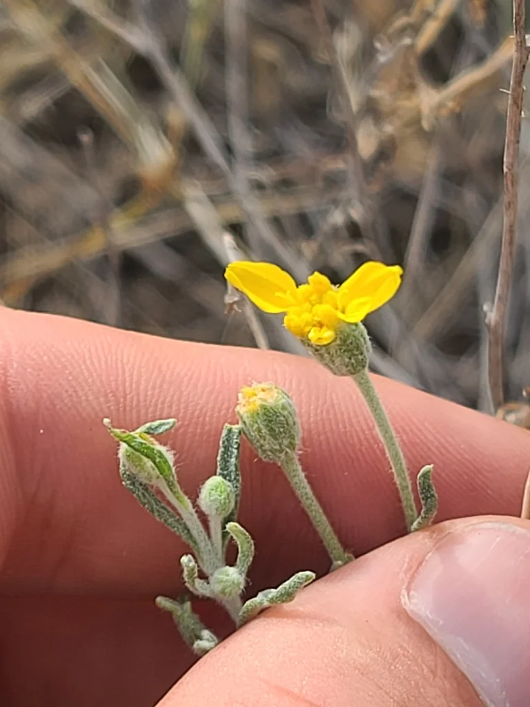 Psilostrophe Cooperi