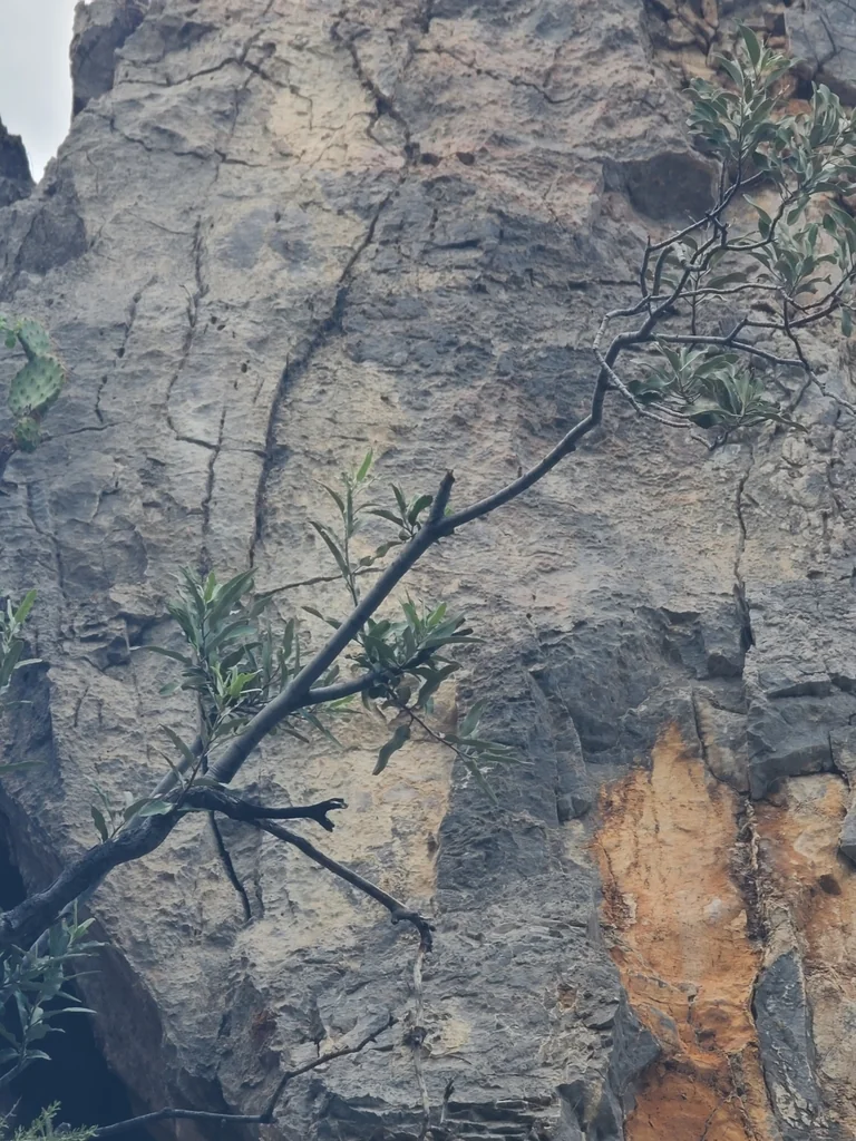 Vauquelinia Californica