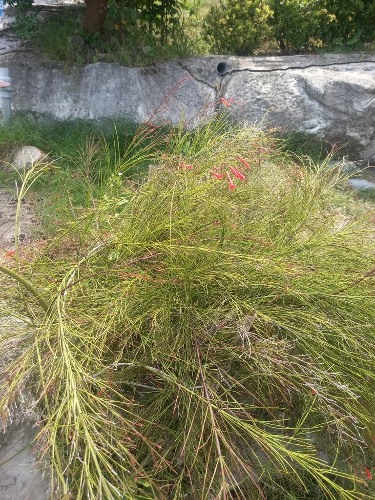 Russelia Equisetiformis