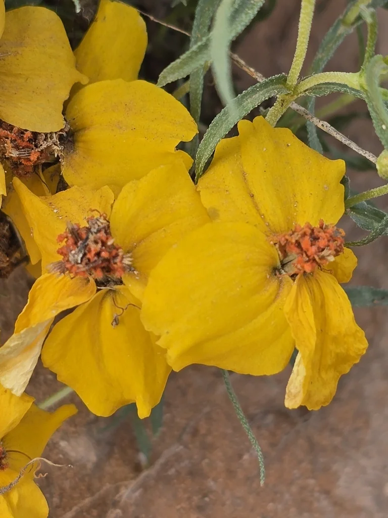Zinnia Grandiflora