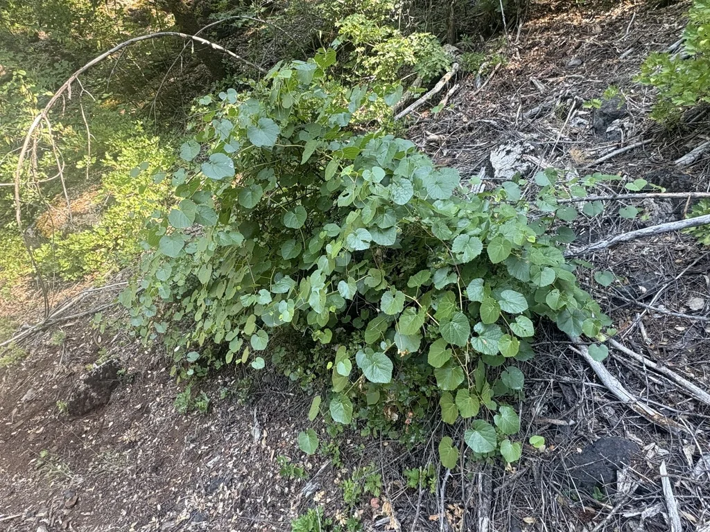 Vitis Californica