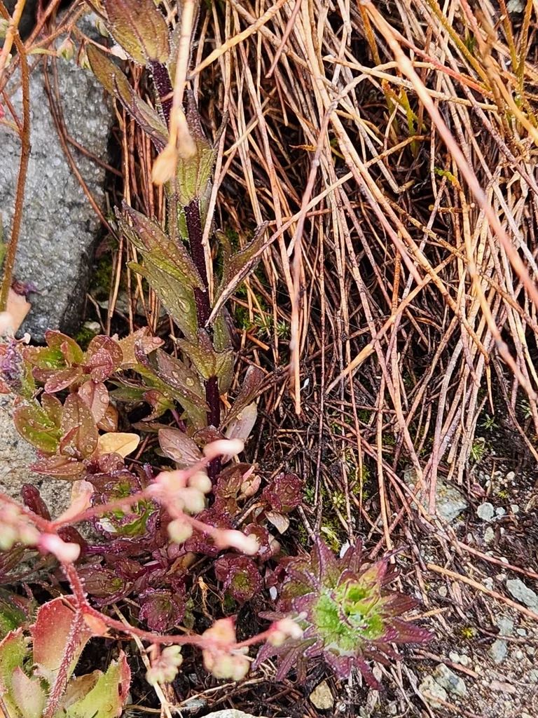 Castilleja Parviflora