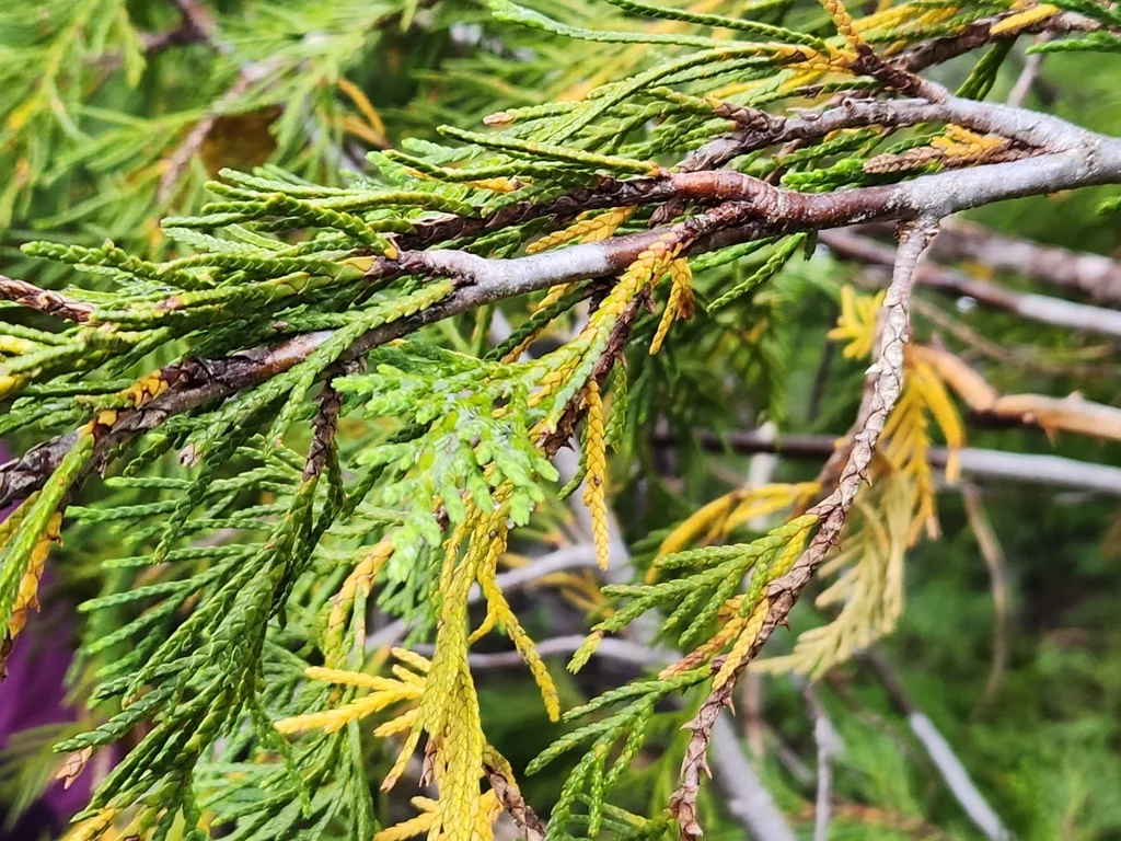 Callitropsis Nootkatensis