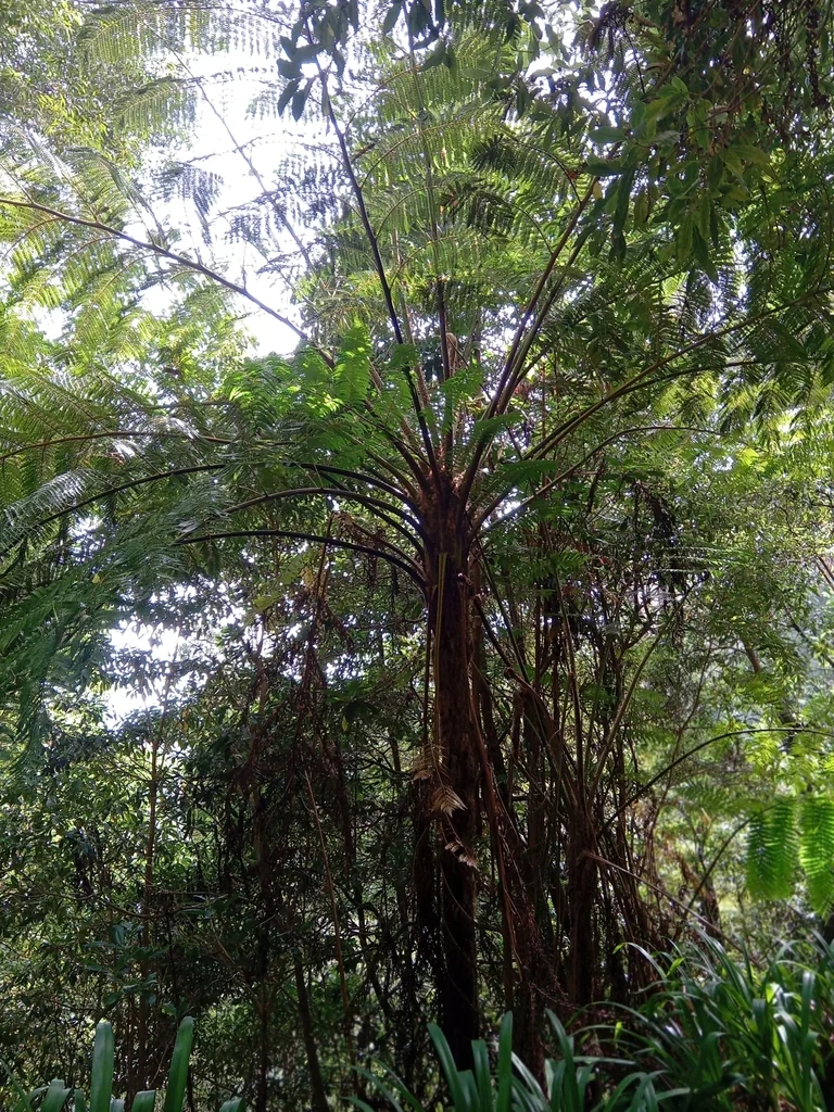 Cyathea cooperi