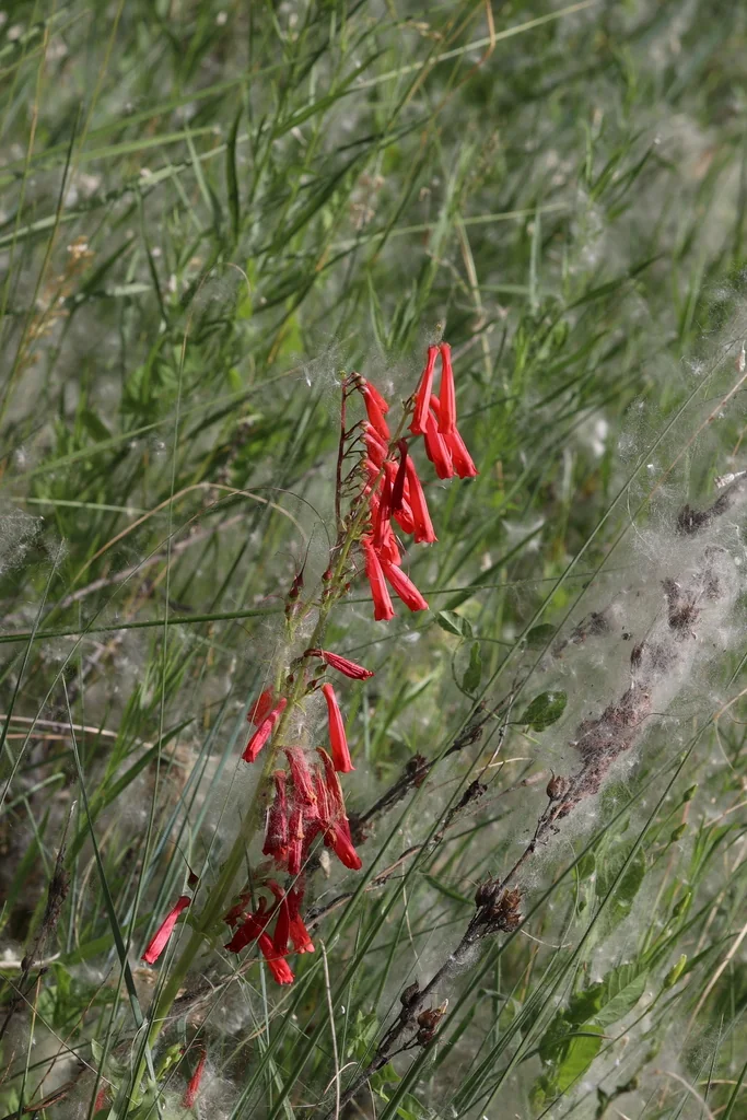 Penstemon Eatonii