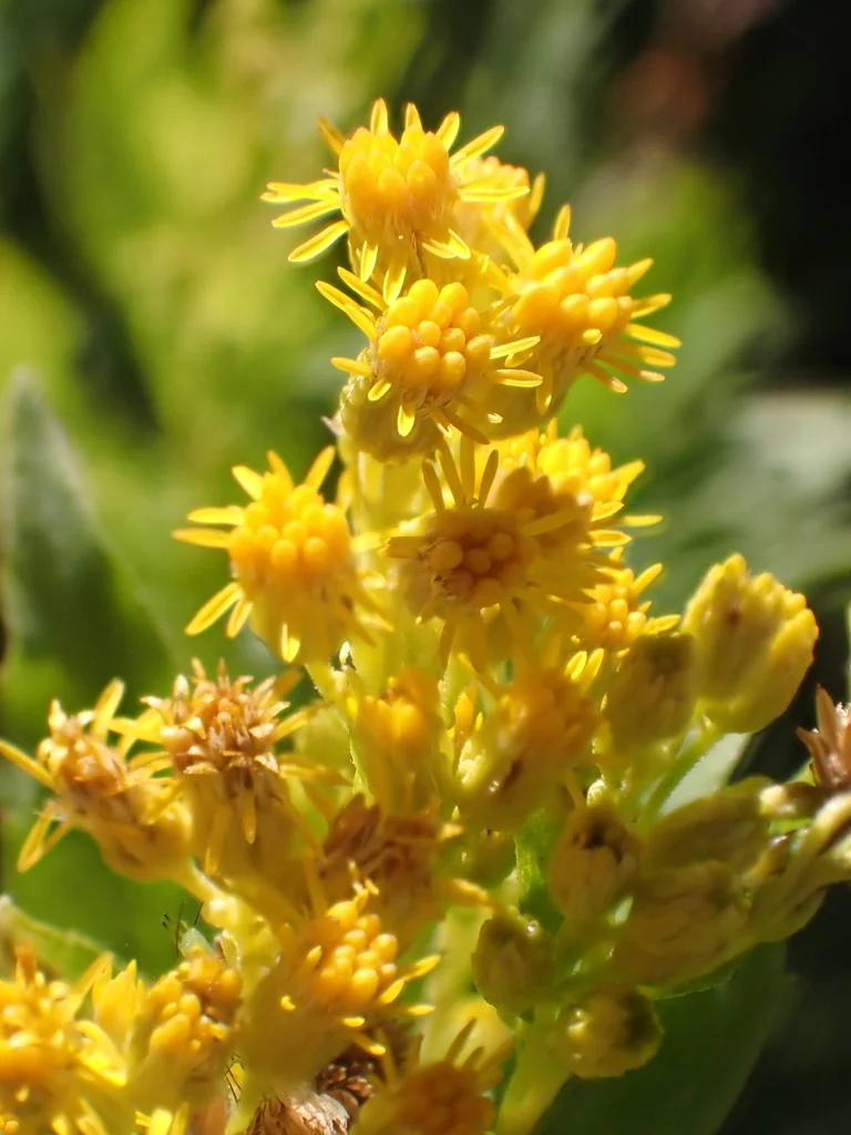 Solidago Canadensis Ssp. Elongata