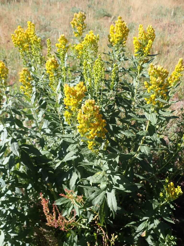 Solidago Canadensis Ssp. Elongata