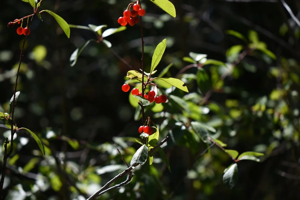 Prunus Emarginata