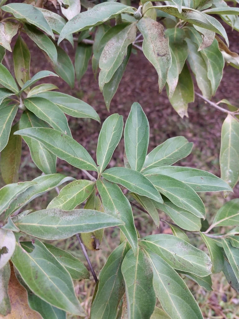 Cornus Capitata