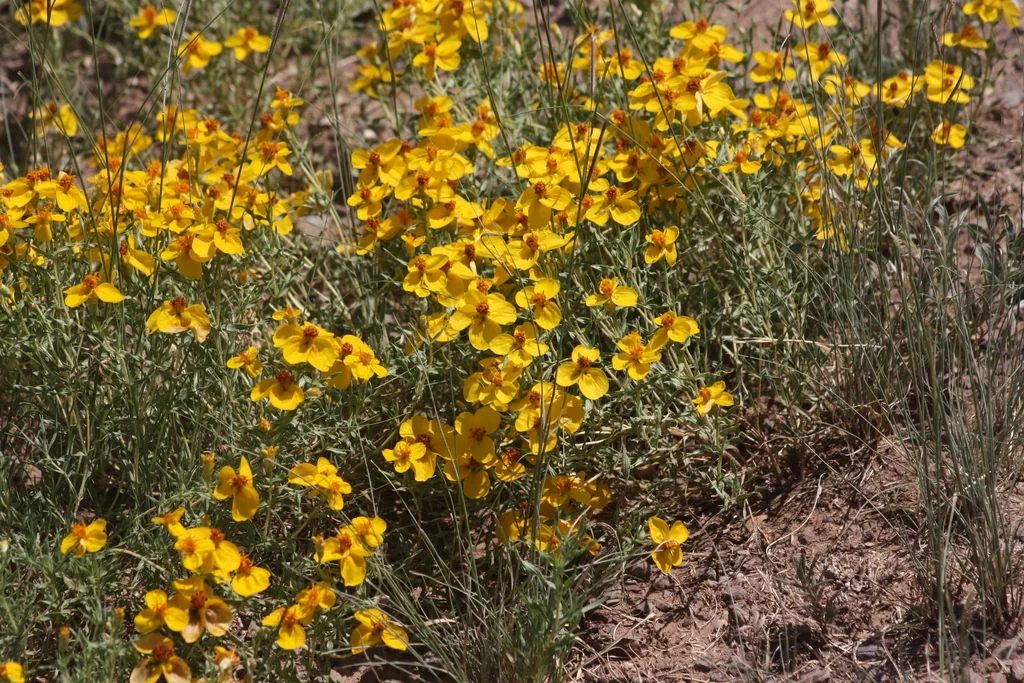 Zinnia Grandiflora