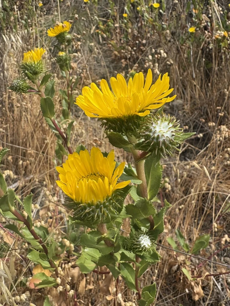 Grindelia stricta