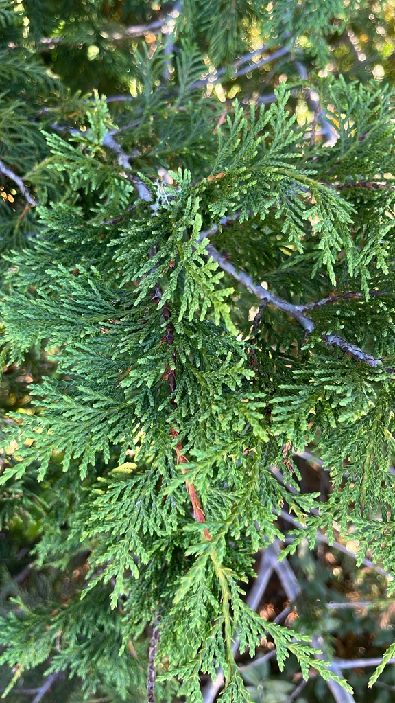 Callitropsis Nootkatensis