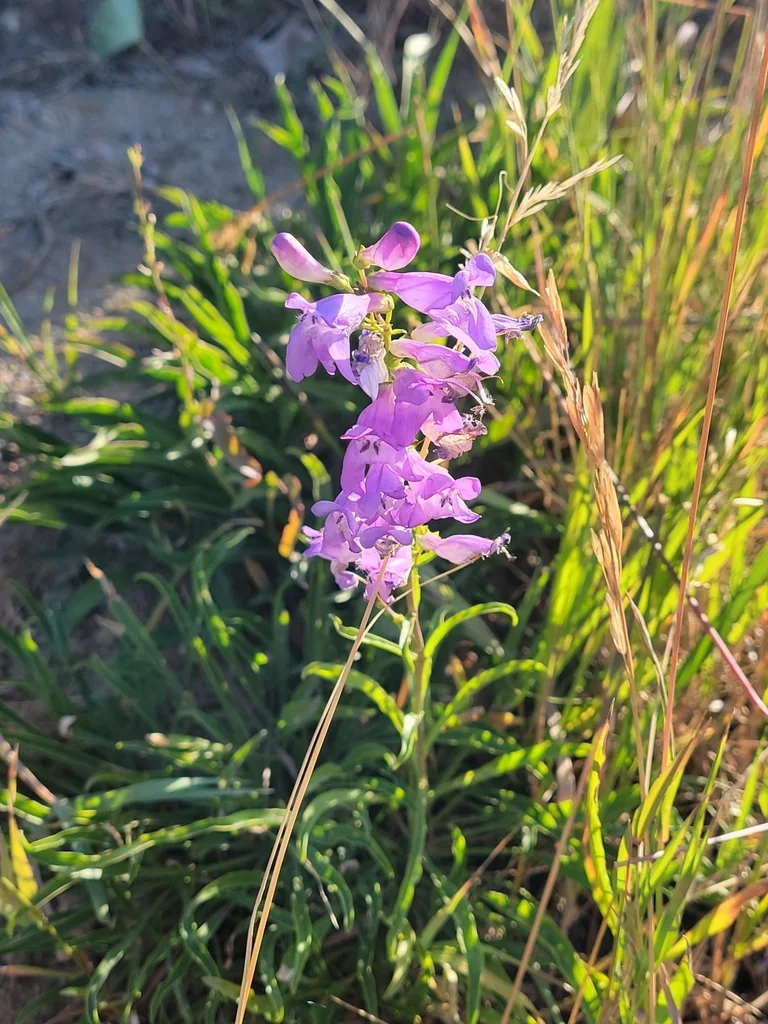 Penstemon Strictus