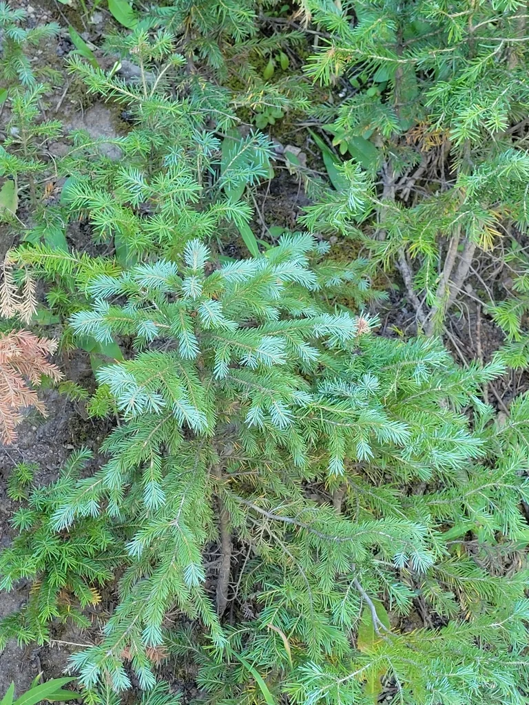 Picea engelmannii