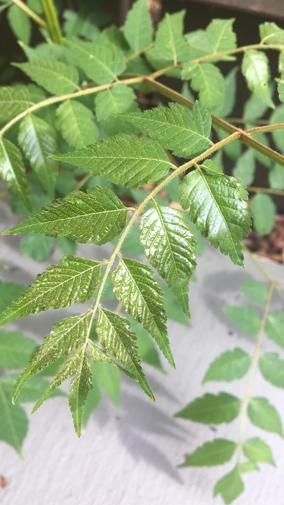 Koelreuteria Bipinnata