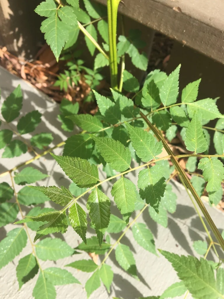 Koelreuteria Bipinnata