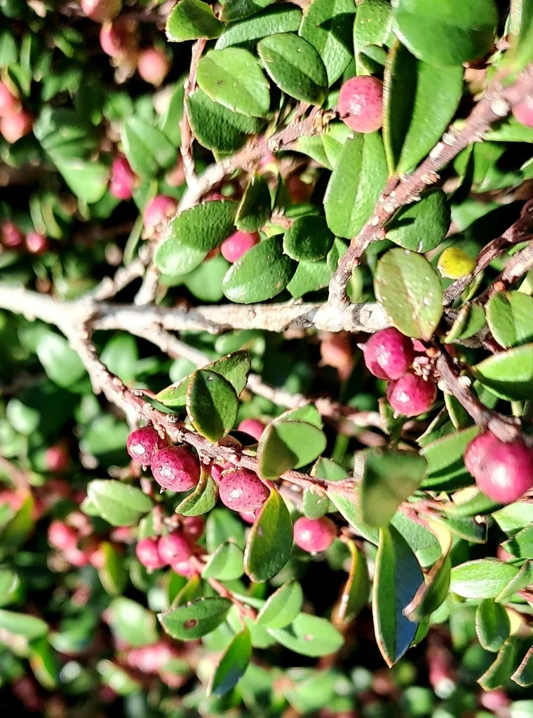 Myrsine Africana
