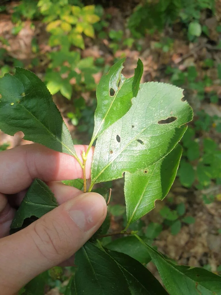 Aronia melanocarpa