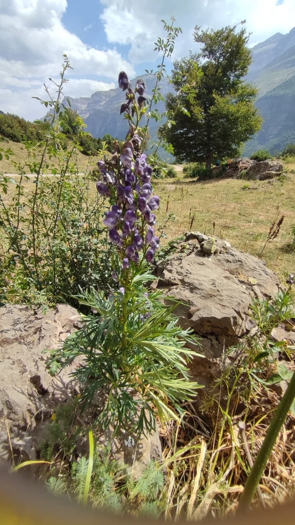 Aconitum Napellus