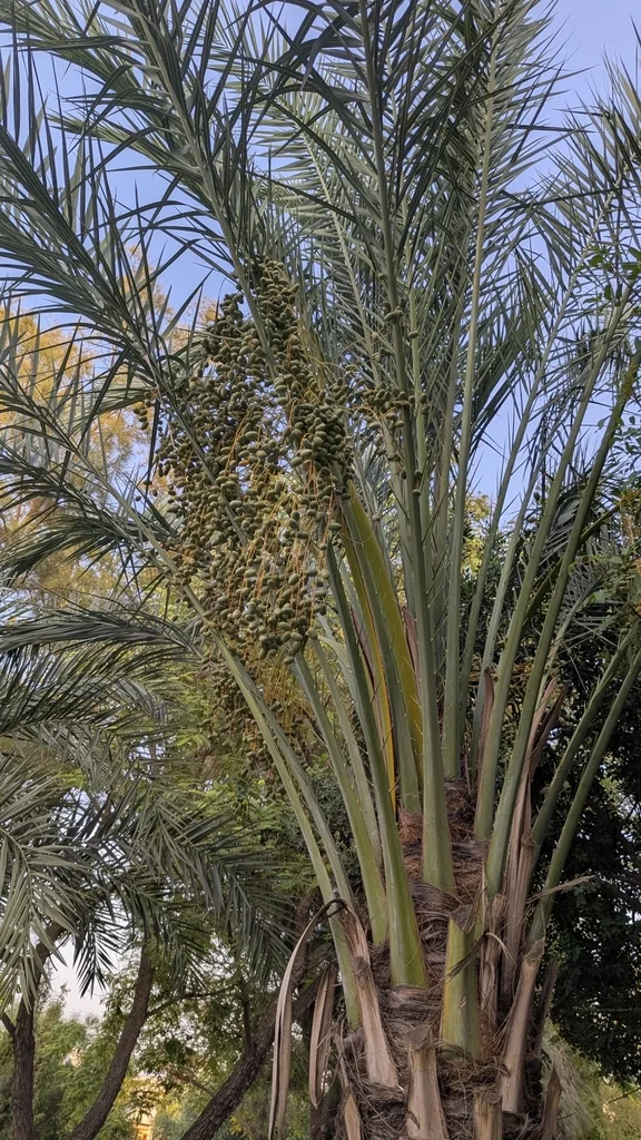 Phoenix Dactylifera