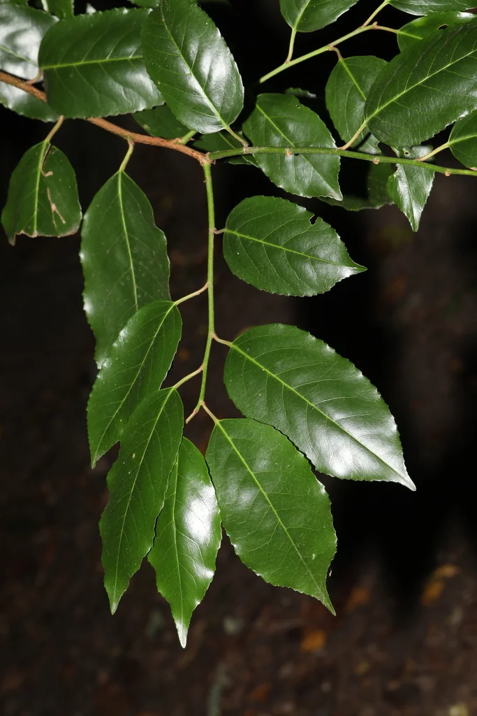 Prunus Lusitanica