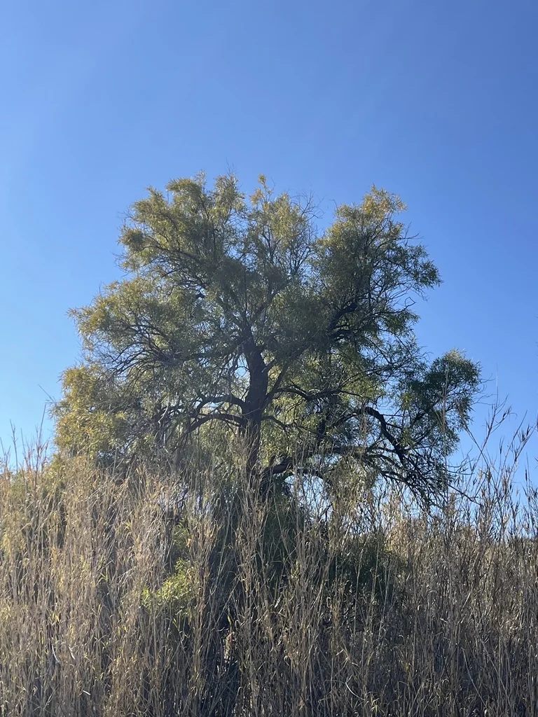 Rhus Lancea