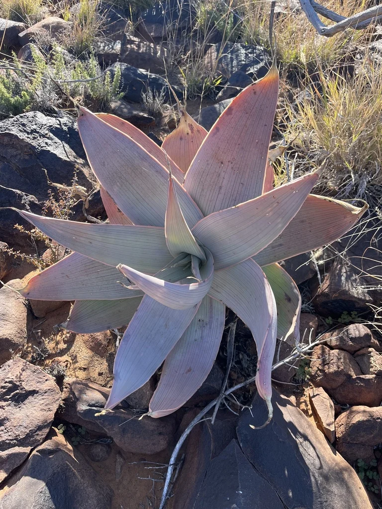 Aloe Striata Ssp. Karasbergensis