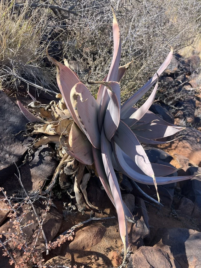 Aloe Striata Ssp. Karasbergensis