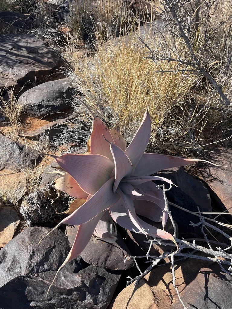 Aloe Striata Ssp. Karasbergensis