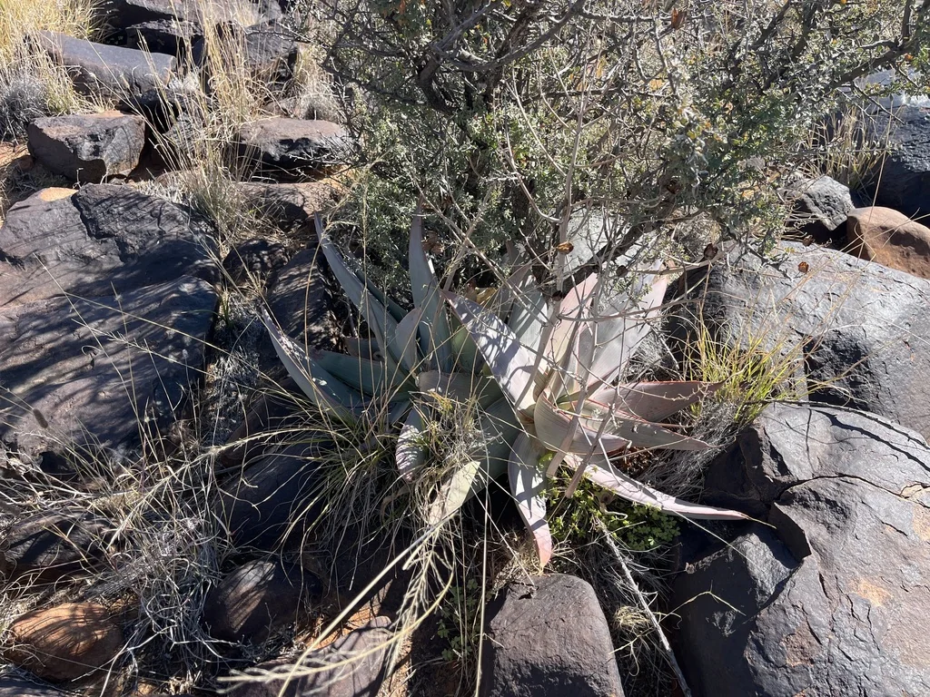 Aloe Striata Ssp. Karasbergensis