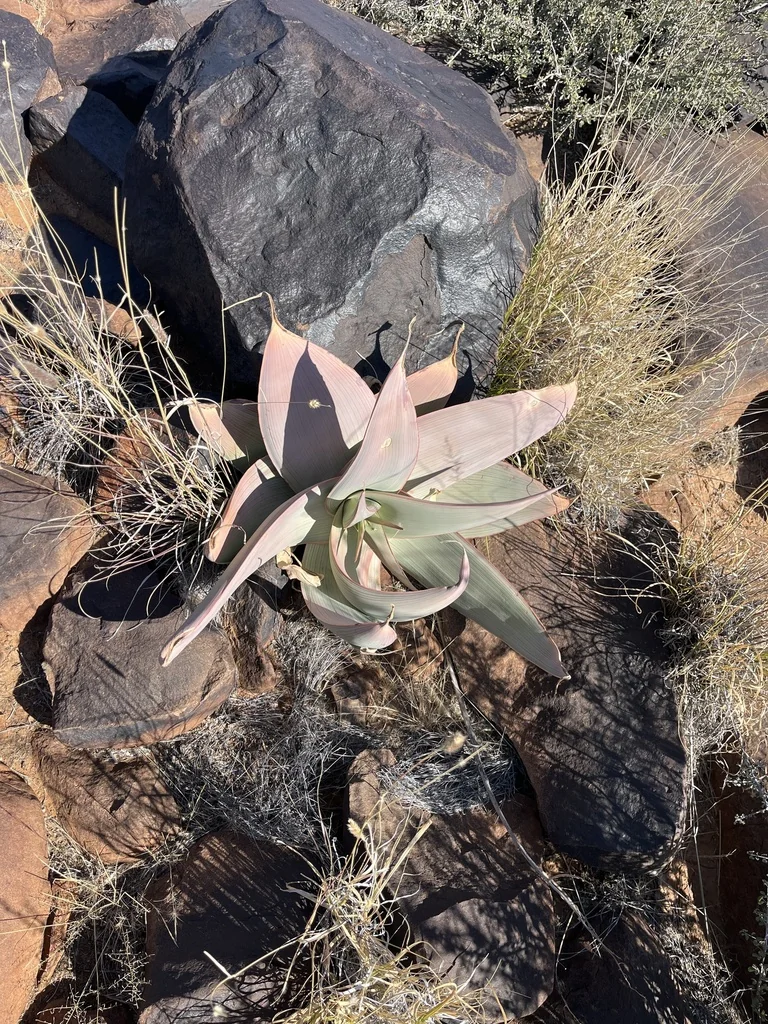 Aloe Striata Ssp. Karasbergensis