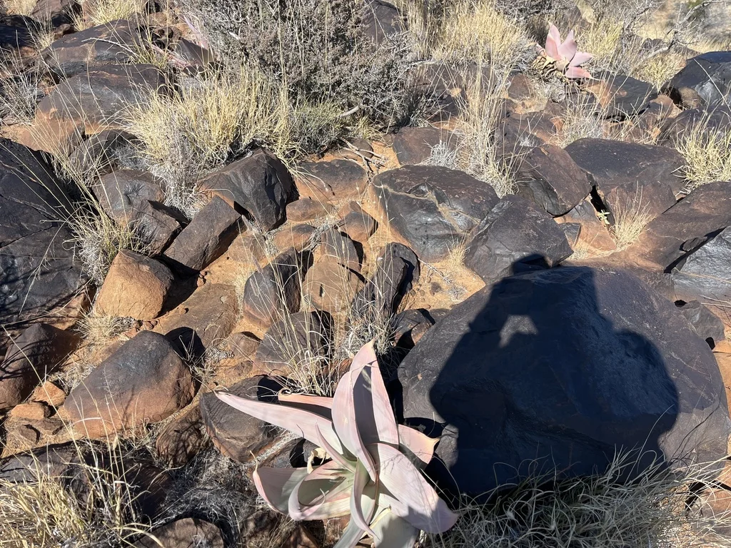 Aloe Striata Ssp. Karasbergensis