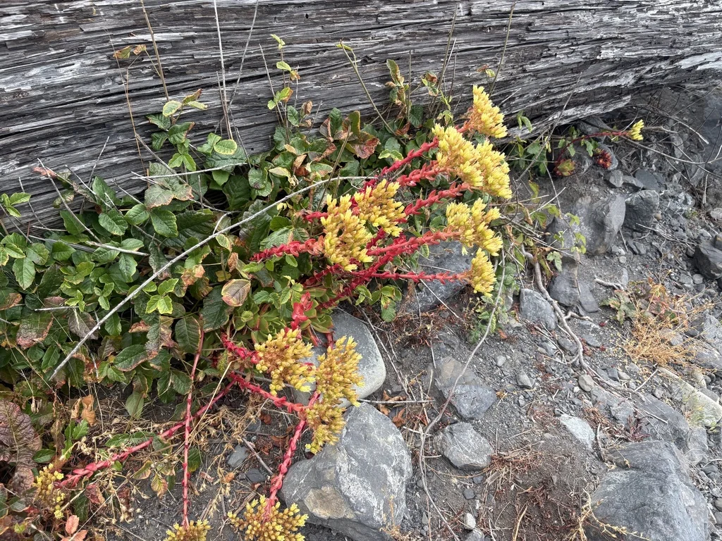Dudleya Farinosa