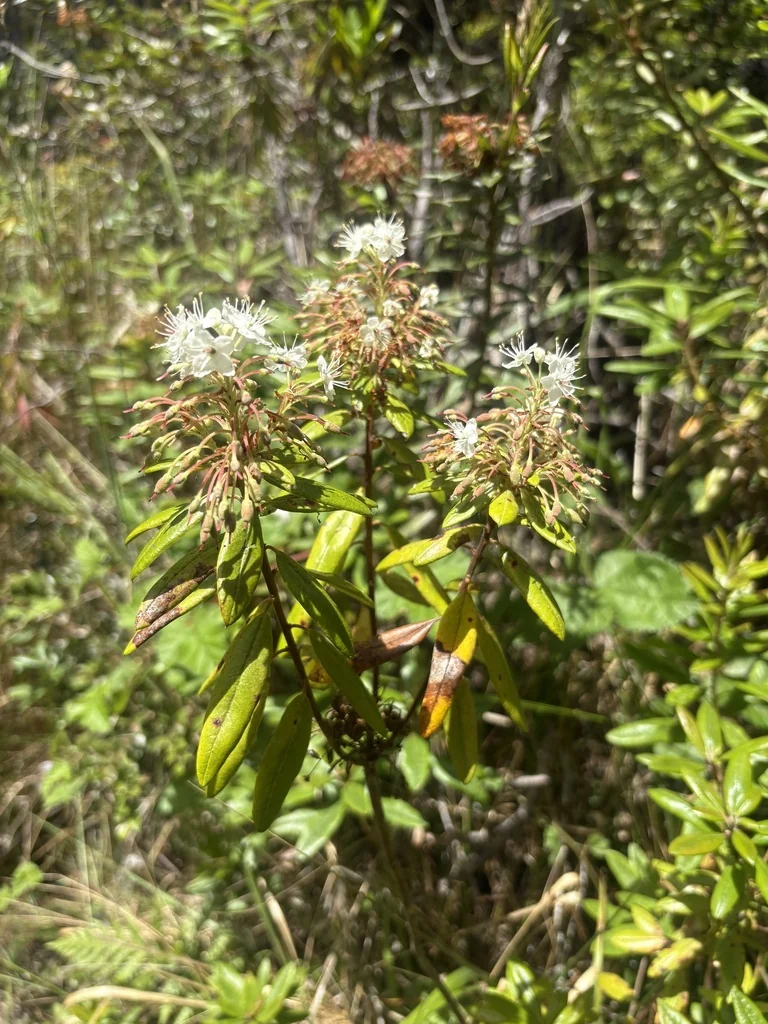 Rhododendron Columbianum