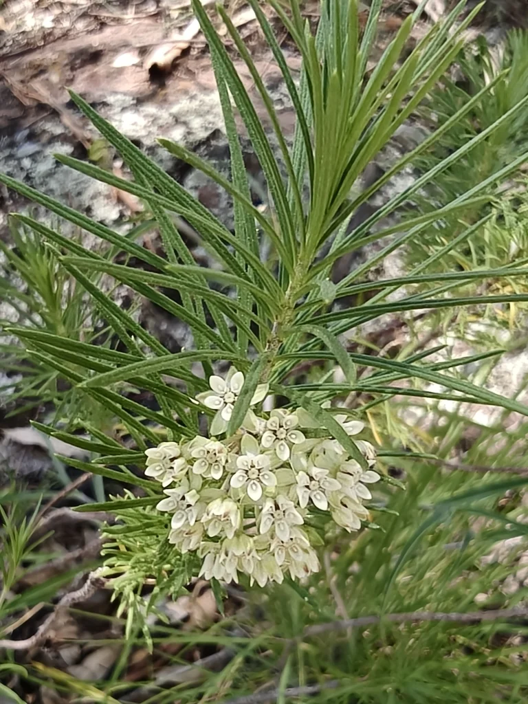 Asclepias Linaria