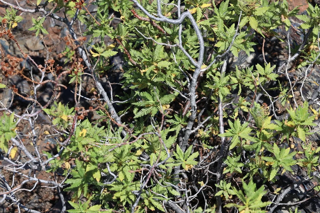 Chamaebatiaria Millefolium