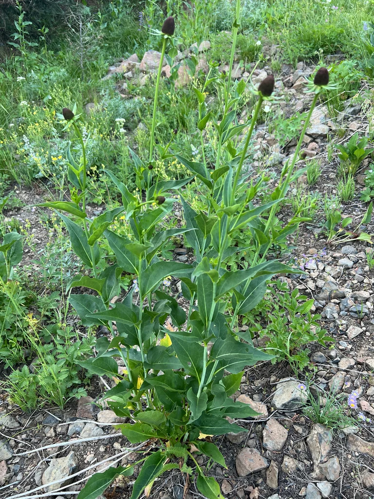 Rudbeckia Occidentalis